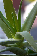 Aloe Vera; Foto: Stephanie Gierth / Heilpflanzen-App