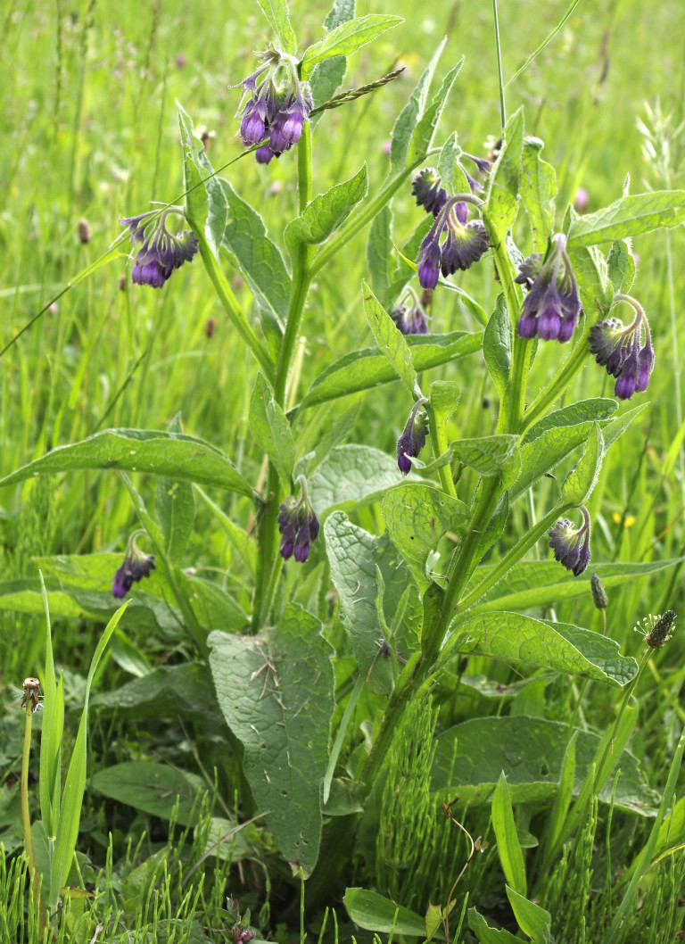 Beinwell - Symphytum officinale - Heilpflanzen im Kräuterprofil