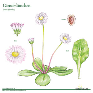Gänseblümchen Grafik Pflanze