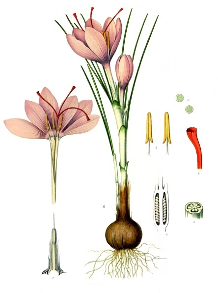Safran; Köhlers Medizinalpflanzen